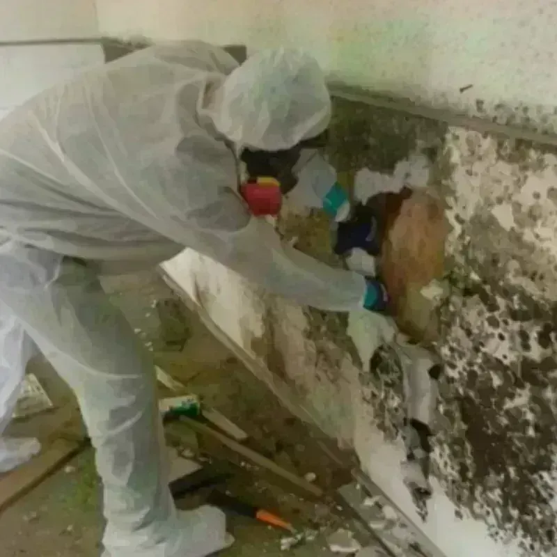 Mold Remediation and Removal in Laurens, SC